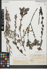 Foto von Salix myrsinifolia Salisb. x Salix repens L.